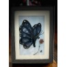 Tableau papillon et fleur